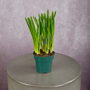 Muscari Blue (4 inches)