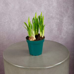 Daffodils Yellow Mini (4 inches)