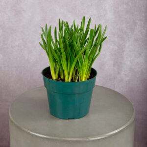 Muscari Blue (6 inches)