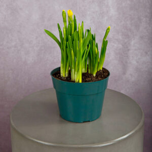 Daffodils Yellow Mini (6 inches)