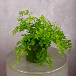 Maidenhair Fern (6 inches)
