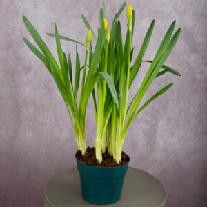 Daffodils Yellow (6 Inches)
