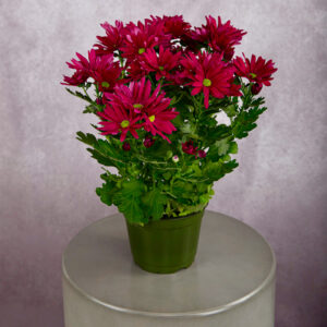 Chrysanthemum Purple (6 inches)