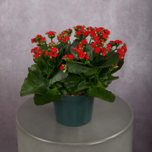 Calandiva Red (6 inches)