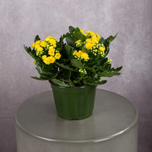 Calandiva Yellow (6 inches)