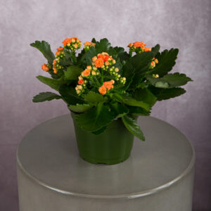 Calandiva Orange (6 Inches)