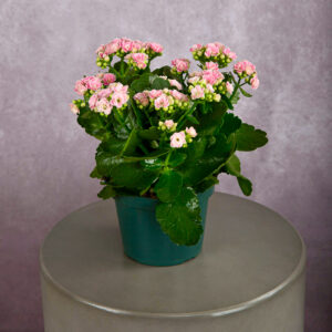 Calandiva Light Pink (6 inches)