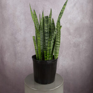 Sansevieria Plant (8 inches)