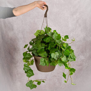 Ivy Hanging Basket (10 inches)