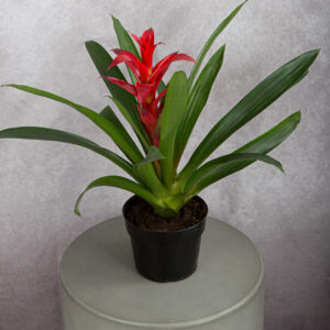 Bromeliad Red (6 inches)