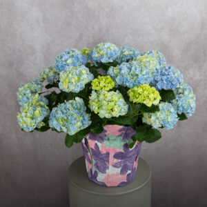 Hydrangea Light Blue Plant (10 inches)