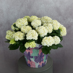 Hydrangea White Plant (10 inches)