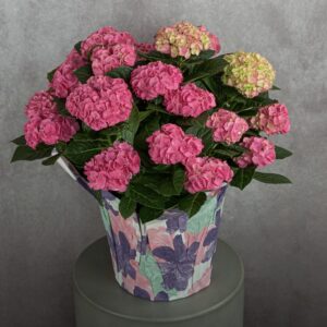 Hydrangea Hot Pink Plant (10 inches)