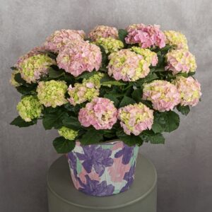 Hydrangea Light Pink Plant (10 inches)