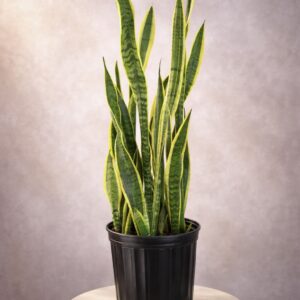 Sansevieria Plant (8 inches)