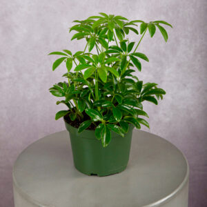 Schefflera Green (6 inches)