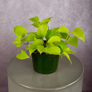 Pothos Neon Green (6 inches)