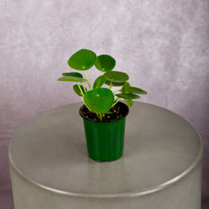 Peperomia Green (4 inches)
