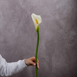 Calla Lily Large