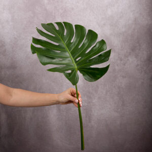 Monstera Leaf Green Medium