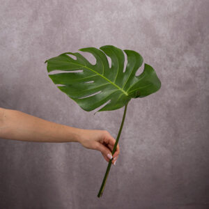 Monstera Leaf Green Small