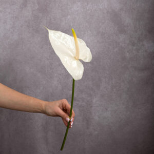 Anthuriam White Large