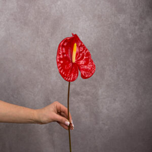Anthuriam Red Large