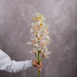 Orchid Cymbidium White Large