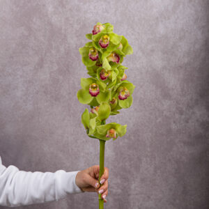 Orchid Cymbidium Green Large