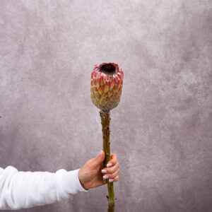 Protea Pink